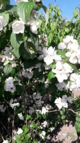 Саджанці жасмину махрового "Вірджинал" - Зображення 3