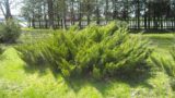 Саджанці ялівця (можжевельника) козацького - Зображення 3
