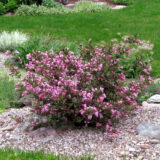 Саджанці вейгели квітучої Princess Pink - Зображення 2