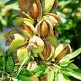 Саджанці мигдалю "Десертний" (привитий) - Зображення 2