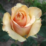 Саджанці троянди «Primadonna» (Примадонна) - Зображення 3