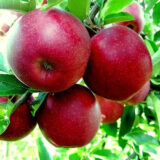 Саджанці яблуні "Чорний принц" (Ред Джонапринц)