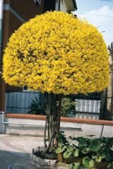 Саджанці форзиції - Зображення 2