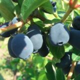 Жимолость їстівна "Радість моя" (С2)