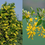 Саджанці бобовника Золотий дощ