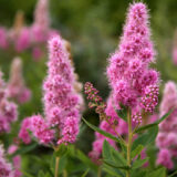 Саджанці спіреї Біларда