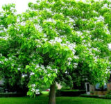 Саджанці катальпи північної "Спеціоза" - Зображення 2