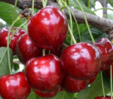 Саджанці черешні "Ірена" (пізньоспілий сорт) - Зображення 2