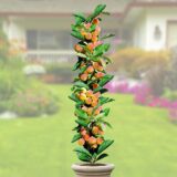 Саджанці колоновидного абрикосу "Принц Март" (пізньоспілий сорт)