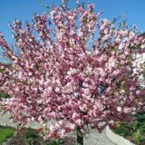 Саджанці мигдалю трилопатевого "Луізіанія"  (штамб Н 1-1,4м)