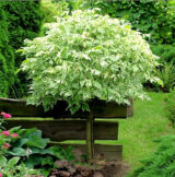 Саджанці клену американського Фламінго на штамбі (штамб 1,2-1,5м)