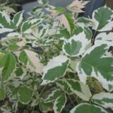 Саджанці клену американського Фламінго на штамбі (штамб 1,2-1,5м) - Зображення 2