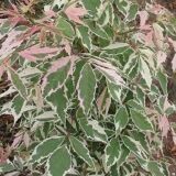 Саджанці клену американського Фламінго на штамбі (штамб 1,2-1,5м) - Зображення 3