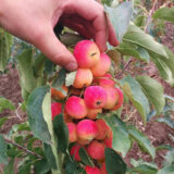 Саджанці райської яблуні "Райка Вірджінія" (колоновидна, китайка)