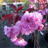 Саджанці сакури червонолистної "Роял Бургунді" - Зображення 2