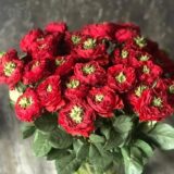 Саджанці троянди «Red Eye» (Ред Ай)