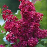 Саджанці бузку "Червона Краса" (щеплений)