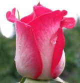 Саджанці троянди «Morning of Paris» (Ранок Парижу)