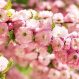 Саджанці мигдалю "Луізіанія" (щеплений)