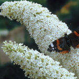 Саджанці Будлеї Давида White Profusion