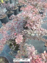 Барбарис Тунберга Голден Ринг - Зображення 3