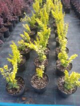 Барбарис Тунберга Голден Рокет - Зображення 3