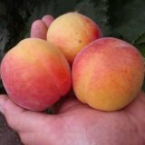 Саджанці абрикосу "Красень Києва" (середньоспілий сорт)