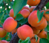 Саджанці абрикосу "Нью Джерсі Американ" (середньоспілий сорт) - Зображення 2