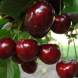 Саджанці черешні "Сем" (середньоспілий сорт)