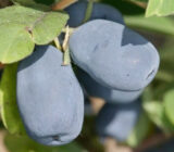 Жимолость їстівна "Індіго Джем"