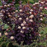 Саджанці пухироплідника калинолистого Diabolo - Зображення 3