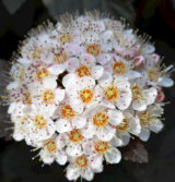 Саджанці пухироплідника калинолистого Diabolo - Зображення 2