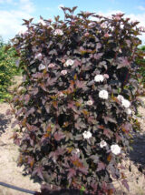 Саджанці пухироплідника калинолистого Diabolo - Зображення 5