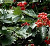 Саджанці горобини дуболистої - Зображення 3