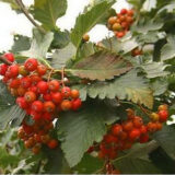 Саджанці горобини дуболистої - Зображення 2