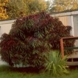 Саджанці колоновидного (міні) червонолисного персика "Bonfire patio"! NEW IN UA! (пізньоспілий сорт) - Зображення 2