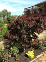 Саджанці колоновидного (міні) червонолисного персика "Bonfire patio"! NEW IN UA! (пізньоспілий сорт) - Зображення 4