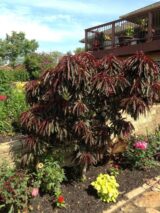 Саджанці колоновидного(міні) червонолисного персика "Bonfire patio" (Бонфаірі - штамб Н 0,8-1,3 м) - Зображення 8