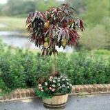 Саджанці колоновидного(міні) червонолисного персика "Bonfire patio" (Бонфаірі - штамб Н 0,8-1,3 м) - Зображення 3