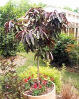 Саджанці колоновидного(міні) червонолисного персика "Bonfire patio" (Бонфаірі - штамб Н 0,8-1,3 м) - Зображення 4