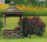 Саджанці колоновидного(міні) червонолисного персика "Bonfire patio" (Бонфаірі - штамб Н 0,8-1,3 м) - Зображення 6