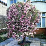 Саджанці сакури на штамбі Kiku-shidare (Кіку Шідаре штамб Н 1,2-2,0 м)