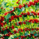 Вишня войлочна "Мрія" (середньопізній термін)