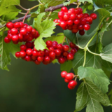 Саджанці червоної калини - Зображення 2