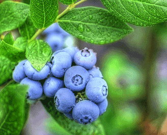 2015001352_lohina-dyuk-rannya.png Лохина "Дюк" (Рання )(С3) - Зображення 1