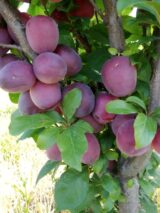 Саджанці сливи колоновидної "Імперіал" (середньоспілий сорт) - Зображення 2