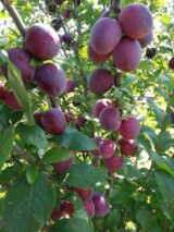 Саджанці сливи колоновидної "Імперіал" (середньоспілий сорт) - Зображення 3