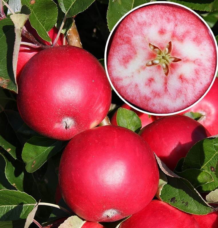 2102516593_sazhentsy-yabloni-rozetta.png Саджанці яблуні "Розетта" - Зображення 1
