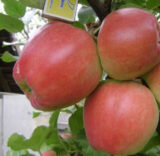 Саджанці яблуні "Едера"