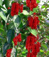 Саджанці лимонника китайського - Зображення 3